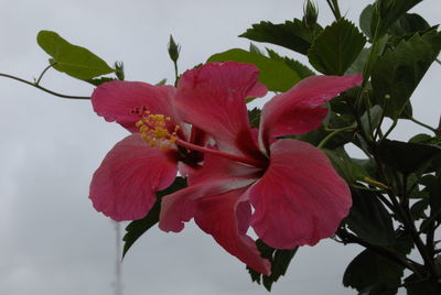 Close-up of pink flowers