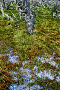 Plants growing on field by trees in forest