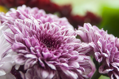 Close up of purple dahlia flower with blurred nature background. copy space
