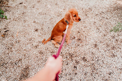 Cropped image of hand holding dog with pet leash