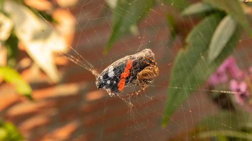 Close-up of spider on web