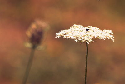 Close-up of flower against blurred background