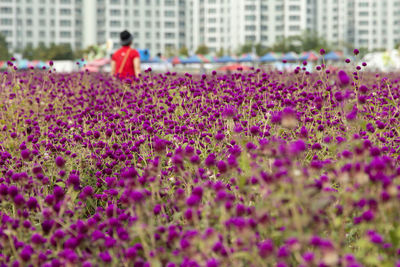 View of flowers growing in garden