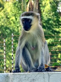 Close-up of a female monkey in mombasa kenya