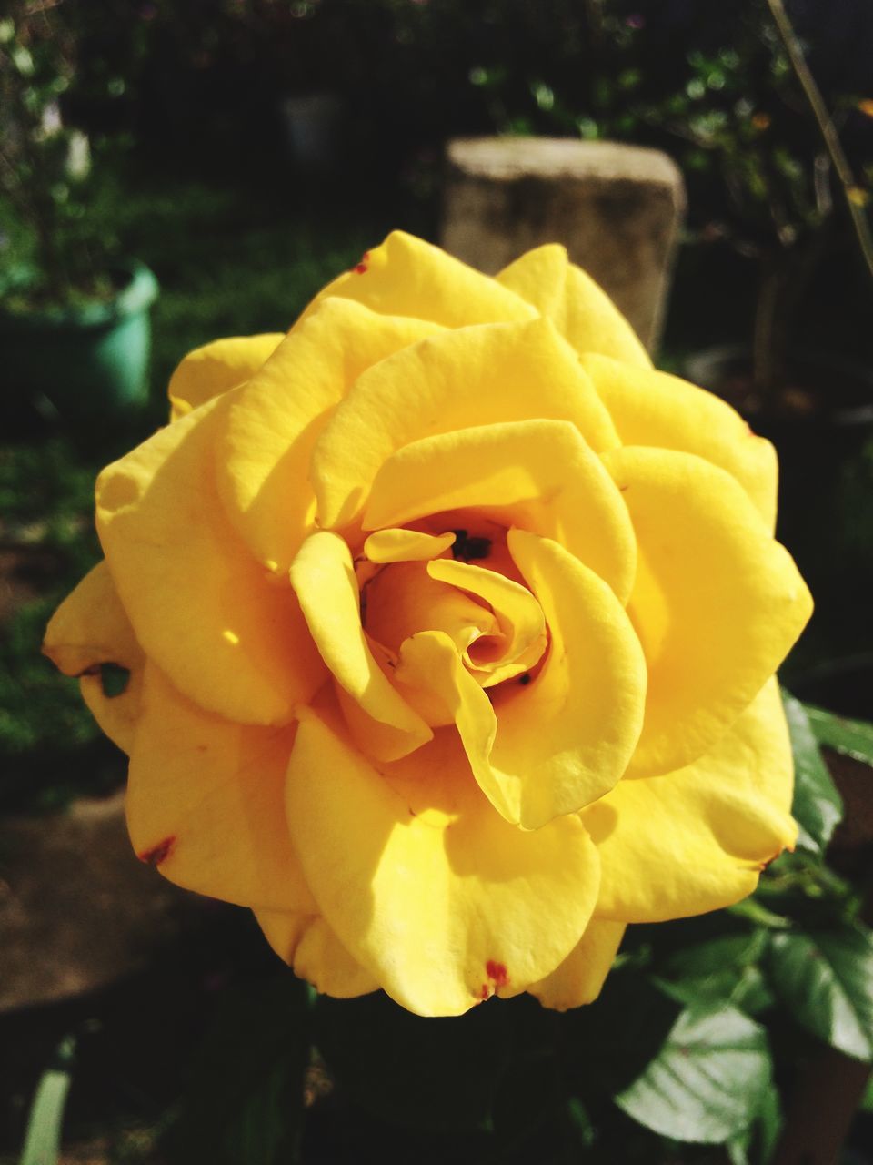 flower, freshness, petal, fragility, yellow, flower head, close-up, beauty in nature, rose - flower, single flower, growth, blossom, springtime, nature, vibrant color, in bloom, single rose, plant, focus on foreground, macro, softness, botany, extreme close-up, rose, day, exoticism, soft focus, blooming