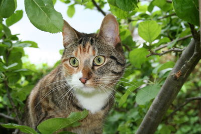 Close-up portrait of cat