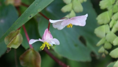 Close-up of pink flowers