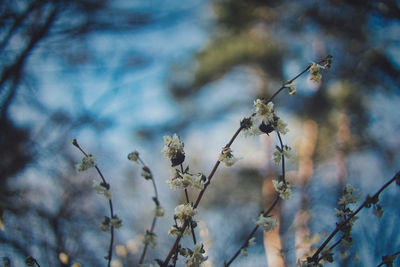 Close-up of wilted plant against blurred background