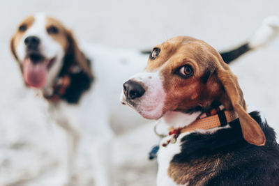 Close-up portrait of dog