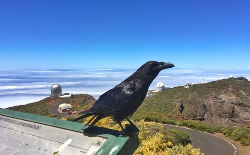 Bird in a sea against clear blue sky