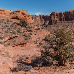 Rocky sandstone canyon and cliffs with an old tree managing to survive