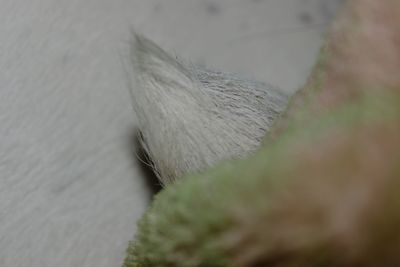 Close-up of plant against blurred background