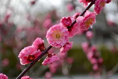 Close-up of pink flowers blooming on tree