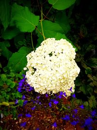 High angle view of white flowering plant