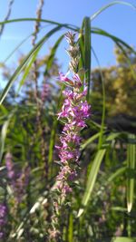 Close-up of lavender flowers