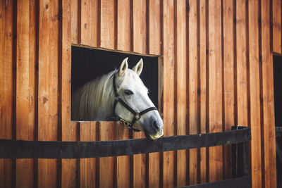 Horse in stable