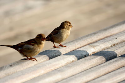 Close-up of birds perching on wood