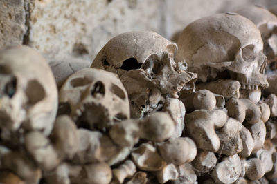 Close-up of human skulls in cemetery