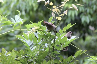 Close-up of bird perching on a plant
