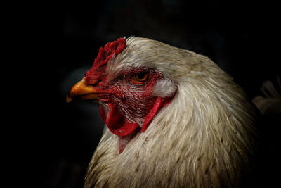 Close-up of rooster against black background