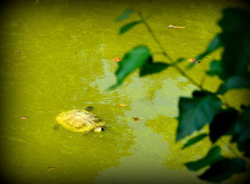 High angle view of leaves floating on water