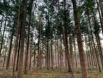 Low angle view of bamboo trees in forest