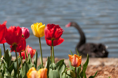 Red and yellow tulips on flowerbed with black swan silhouette on the background.