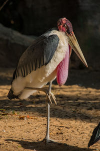 Close-up of bird against blurred background