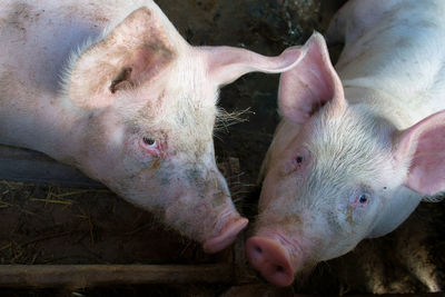 Close-up of two pigs