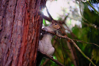 Close-up of squirrel on tree trunk