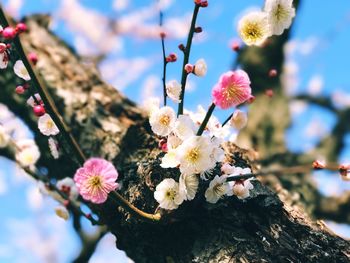 Close-up of fresh flower tree against sky