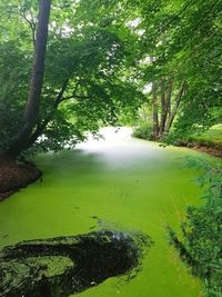 Scenic view of lake amidst trees in forest