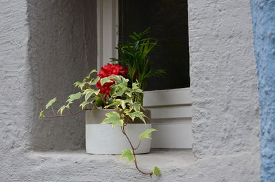 Close-up of flower against built structure