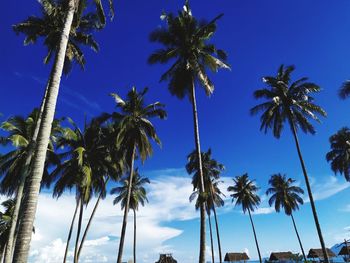 Low angle view of coconut palm trees against blue sky