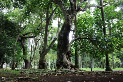 Trees in forest