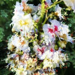 Close-up of white flowers