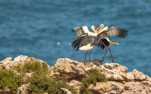 Bird flying over the sea