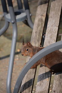 Close-up of squirrel on metal fence