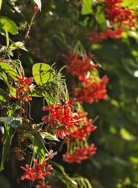 Close-up of red flowering plant