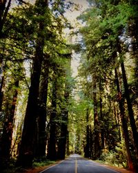 Empty road amidst trees in forest