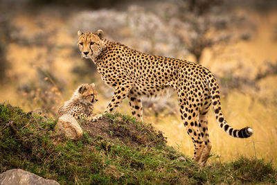 Cheetah on rock in zoo