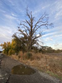 Tree on field by road against sky