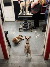 Dog standing on street