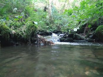 View of waterfall in forest