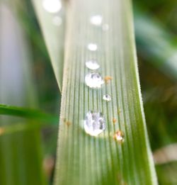Close-up of waterdrops on leaf against blurred background