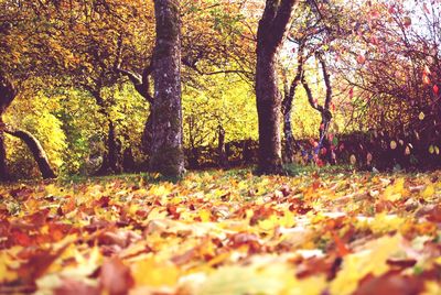 Trees in park during autumn