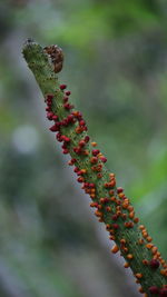 Close-up of red flowering plant