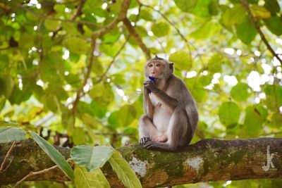 Monkey sitting on tree branch