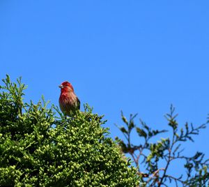 Low angle view of bird perching on a leafy tree against blue sky