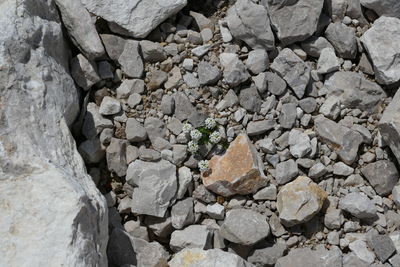 High angle view of stones on rock